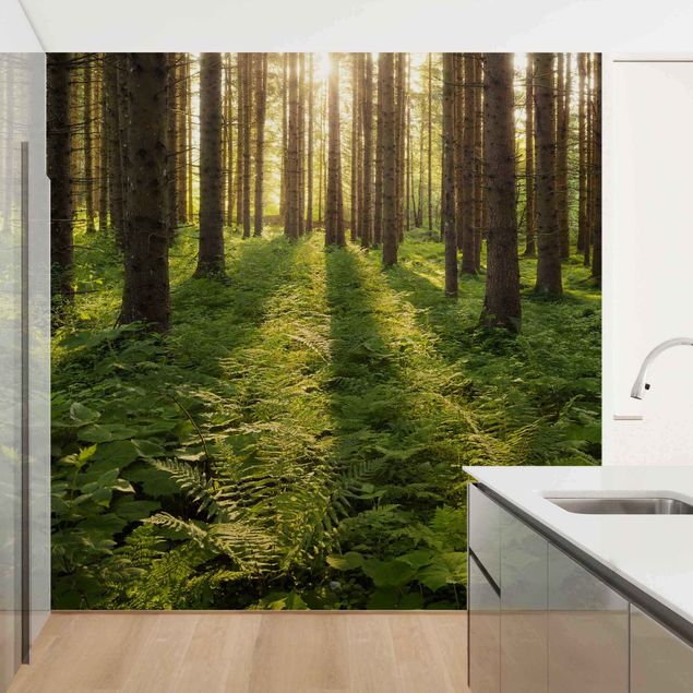 Papel pintado paisajes Sun Rays In Green Forest