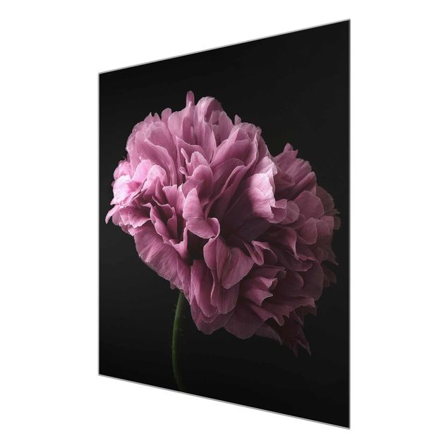 Cuadros negros Proud Peony In Front Of Black