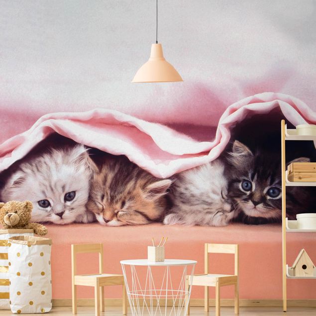 Papel pintado gatos Sugar-Sweet