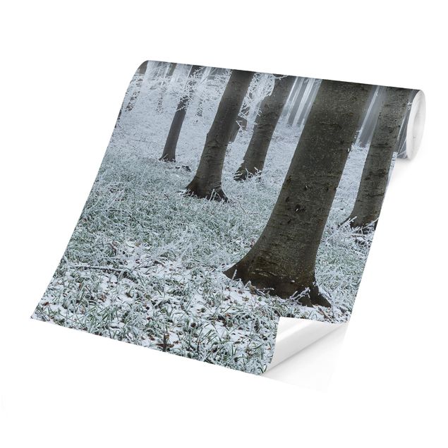 Papel de pared blanco Beeches With Hoarfrost