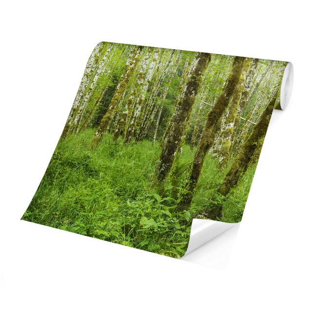 Papel pared verde Hoh Rainforest Olympic National Park