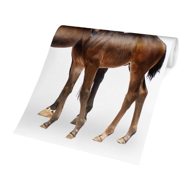 Papel pintado marrón Trakehner Mare & Foal