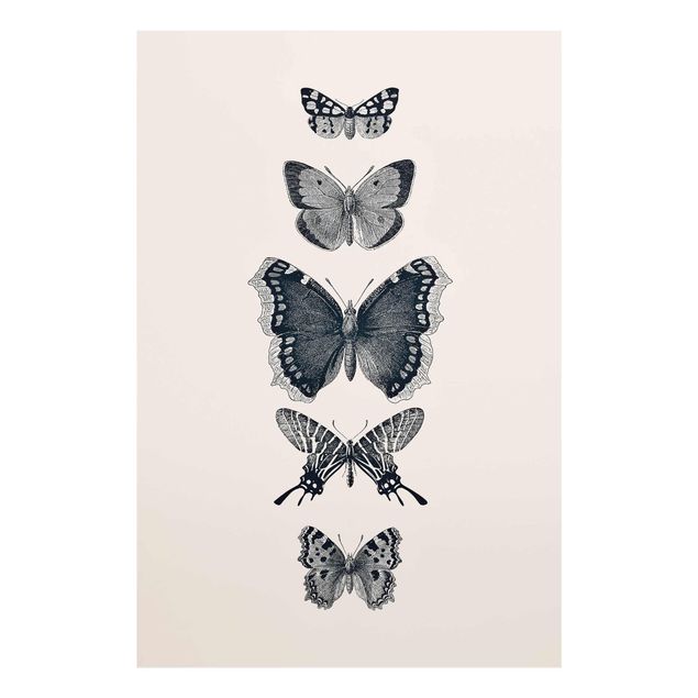 Cuadros de animales Ink Butterflies On Beige Backdrop