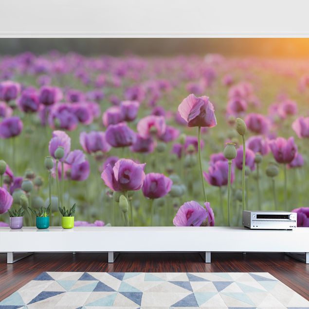 Papel pared flores Purple Poppy Flower Meadow In Spring