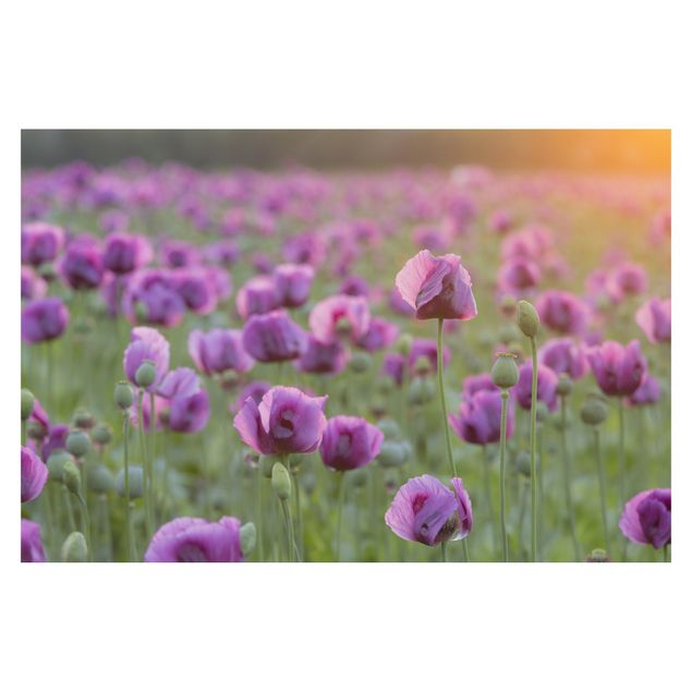 Papel de pared Purple Poppy Flower Meadow In Spring