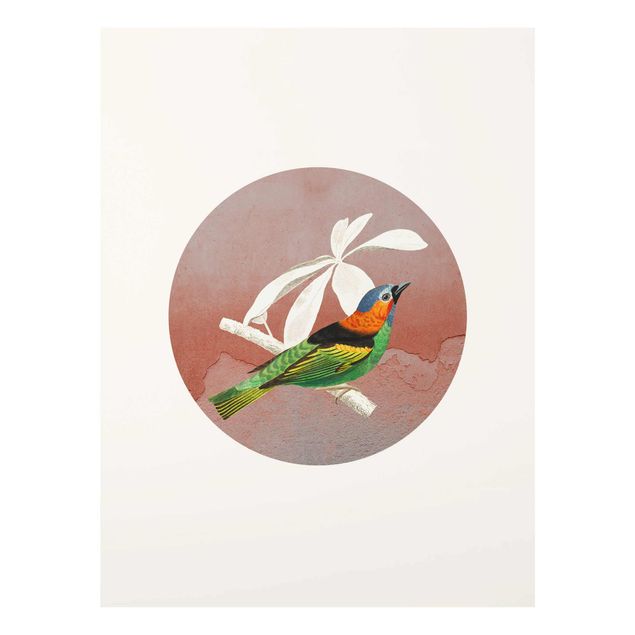 Cuadros multicolores Bird Collage In A Circle ll