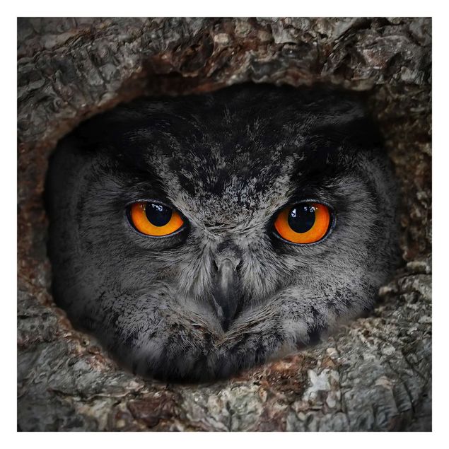 Papel de pared Watching Owl