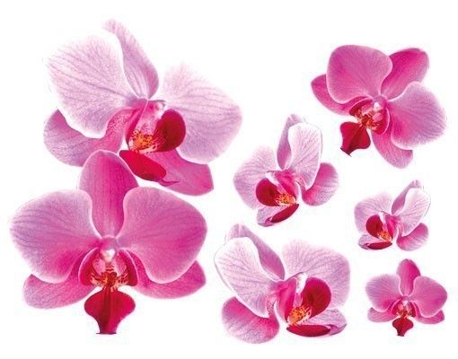 Vinilos de pared orquídeas Pink Orchid