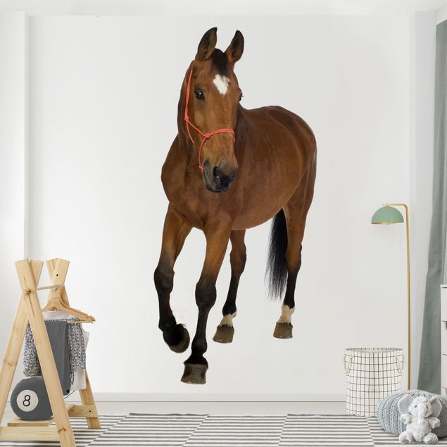 Papel pintado de caballos Warmblood