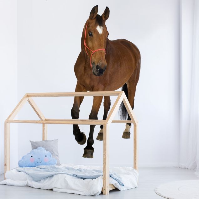 Papel pared animales Warmblood