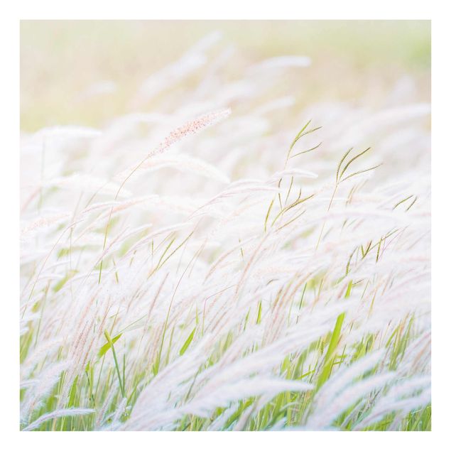 Cuadros modernos Soft Grasses