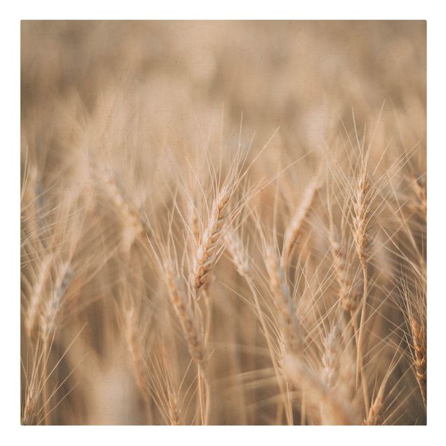 Cuadros modernos Wheat Field
