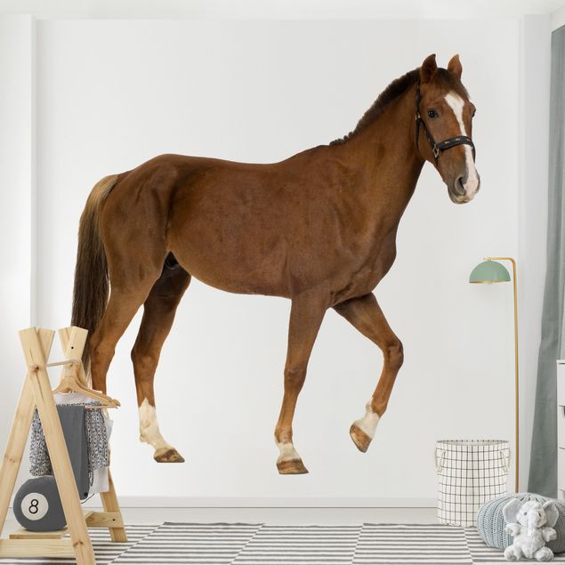 Papel pintado caballos Welsh Cob