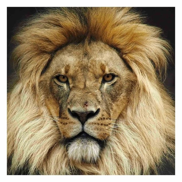 Papel de pared Wisdom Of Lion