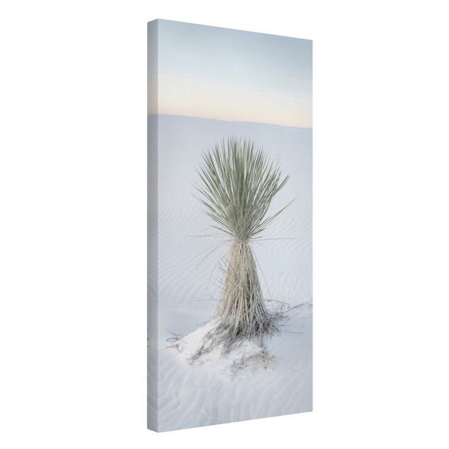 Lienzos paisajes naturales Yucca palm in white sand