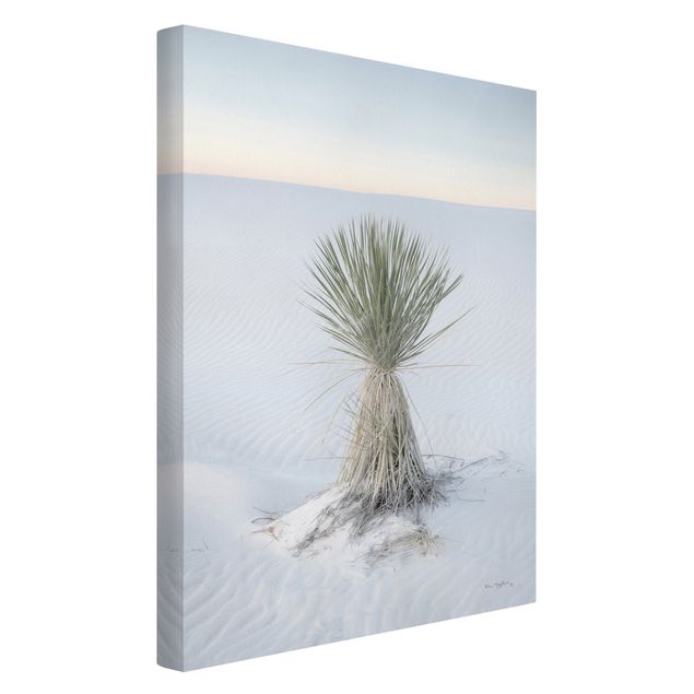 Lienzos paisajes Yucca palm in white sand