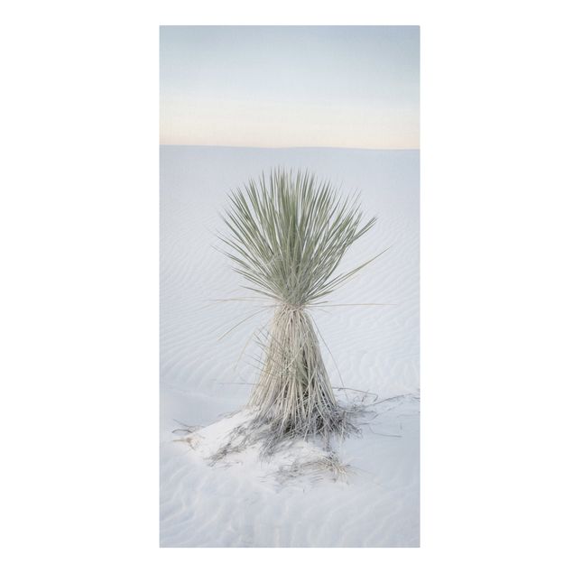 Cuadros de naturaleza Yucca palm in white sand