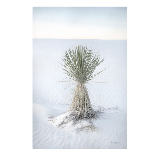 Cuadros naturaleza Yucca palm in white sand