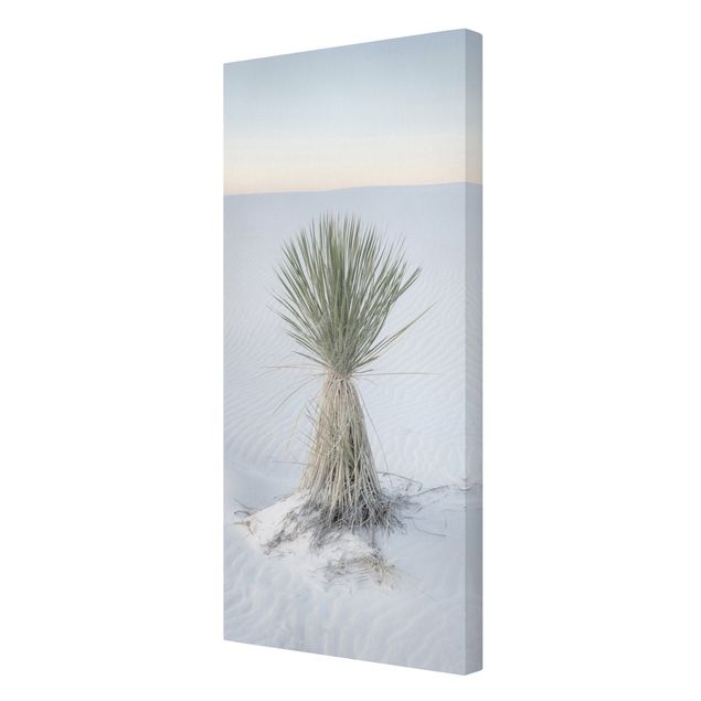 Cuadros modernos y elegantes Yucca palm in white sand