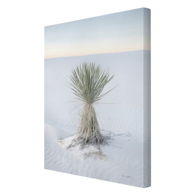 Cuadros modernos Yucca palm in white sand