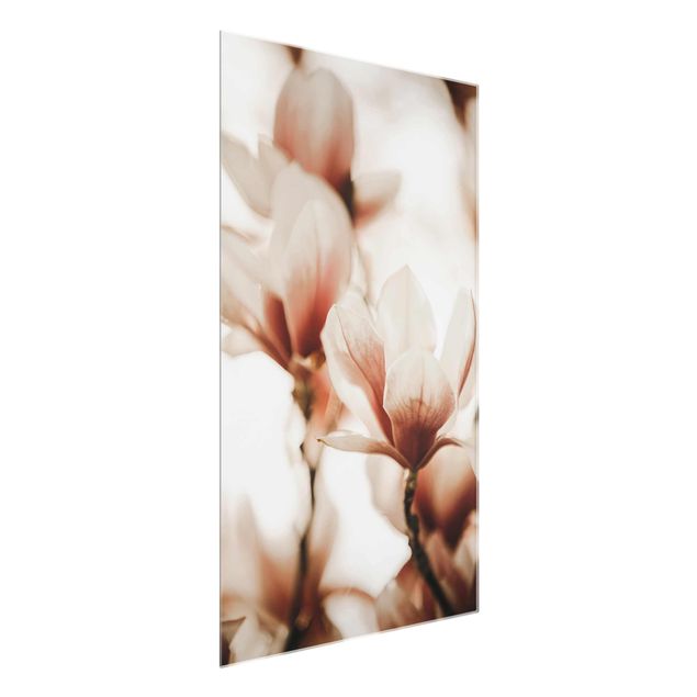 Cuadros de flores modernos Delicate Magnolia Flowers In An Interplay Of Light And Shadows