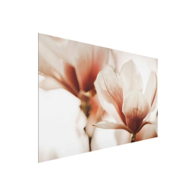Cuadros de flores modernos Delicate Magnolia Flowers In An Interplay Of Light And Shadows