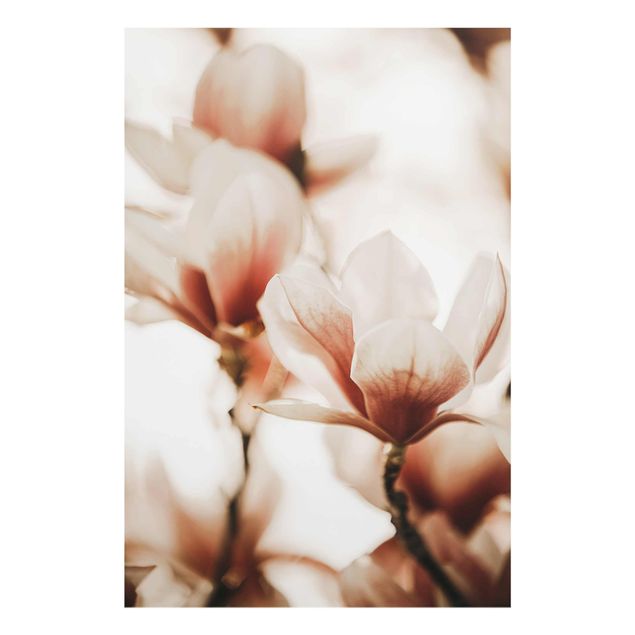 Cuadros tonos naranjas Delicate Magnolia Flowers In An Interplay Of Light And Shadows