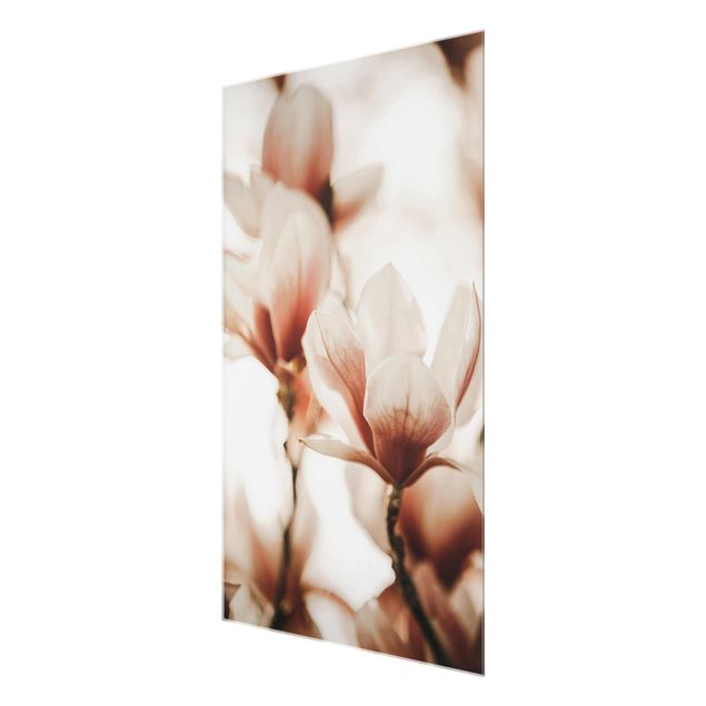 Cuadros de Monika Strigel Delicate Magnolia Flowers In An Interplay Of Light And Shadows