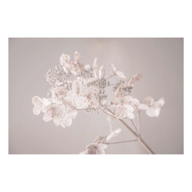 Cuadros de Monika Strigel Delicate White Hydrangea