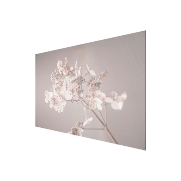 Cuadros decorativos Delicate White Hydrangea