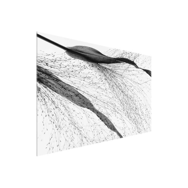 Cuadros plantas Delicate Reed With Subtle Buds Black And White