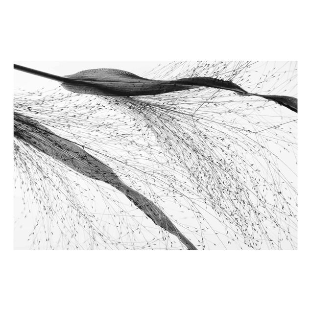 Cuadros a blanco y negro Delicate Reed With Subtle Buds Black And White