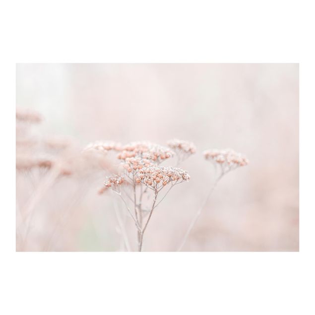 Cuadros de Monika Strigel Pale Pink Wild Flowers