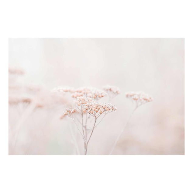 Cuadros tonos naranjas Pale Pink Wild Flowers