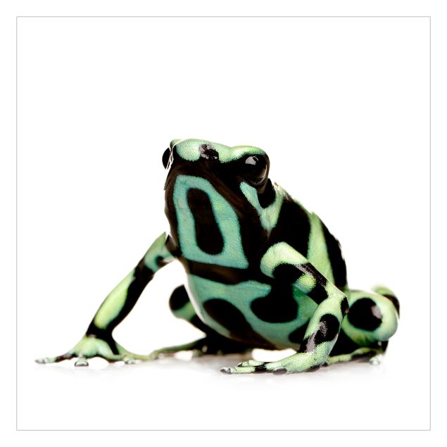Papeles pintados Zebra Frog