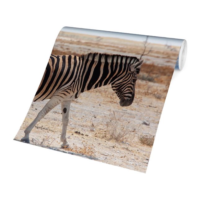 Papel pared animales Zebra In The Savannah