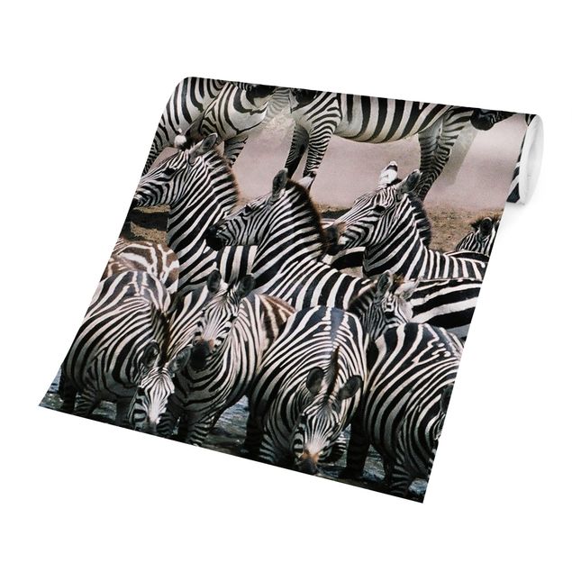Papel pared animales Zebra Herd