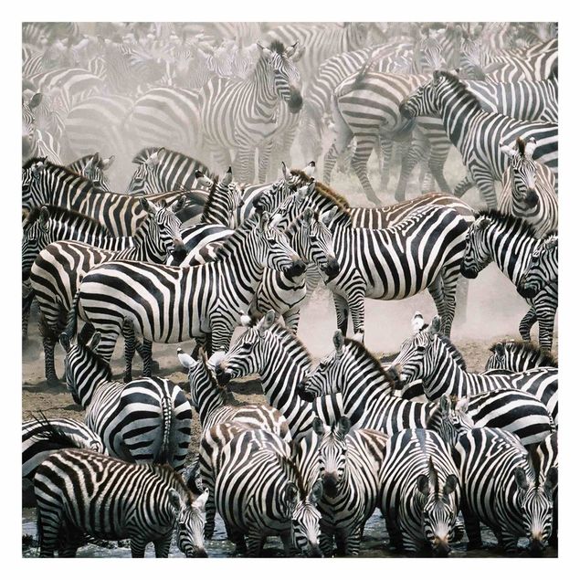Papeles pintados Zebra Herd
