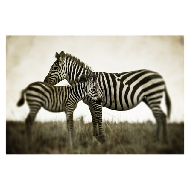 Papel de pared Zebra Couple