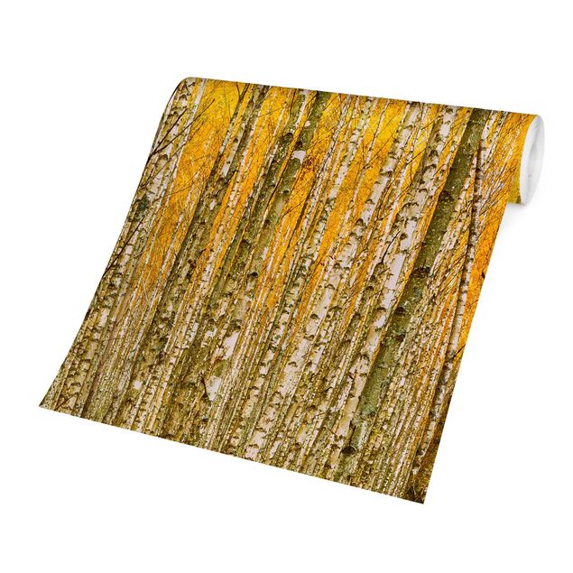 Papel pared amarillo Between Yellow Birch Trees