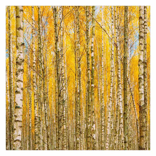Papel de pared Between Yellow Birch Trees