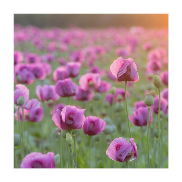 Alfombras color Purple Poppy Flower Meadow In Spring