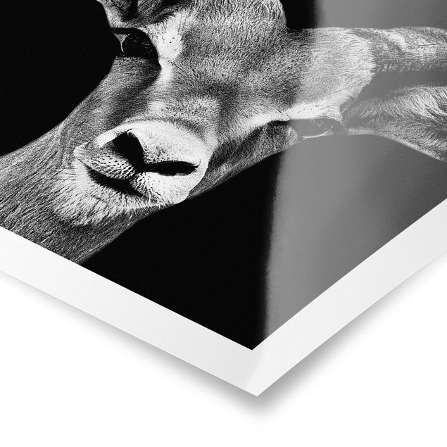 Cuadros Impala antelope black and white