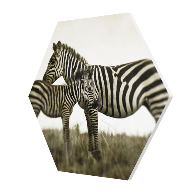 Cuadros a blanco y negro Zebra Couple