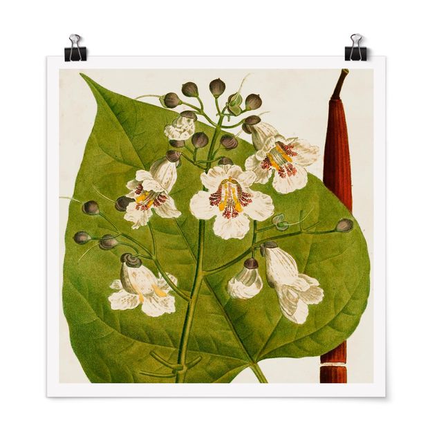 Cuadros de plantas naturales Tableau Leaf Flower Fruit V