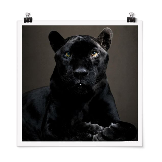 Póster animales Black Puma