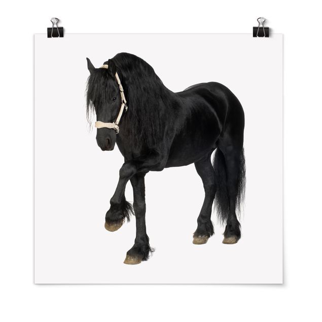 Póster animales Friesian Mare