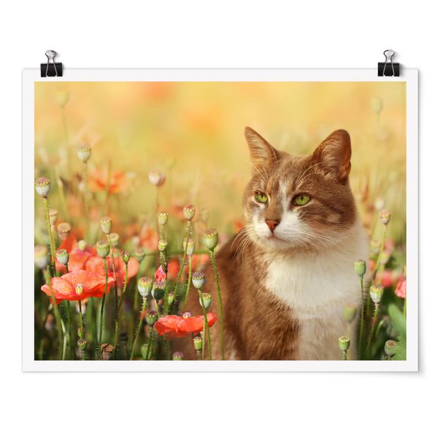 Póster flores Cat In A Field Of Poppies