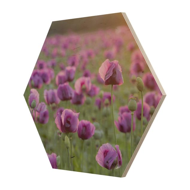 Cuadros hexagonales Purple Poppy Flower Meadow In Spring