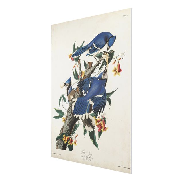 Cuadros de flores Vintage Board Blue Jays